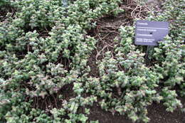 Image of Crassula brevifolia Harv.
