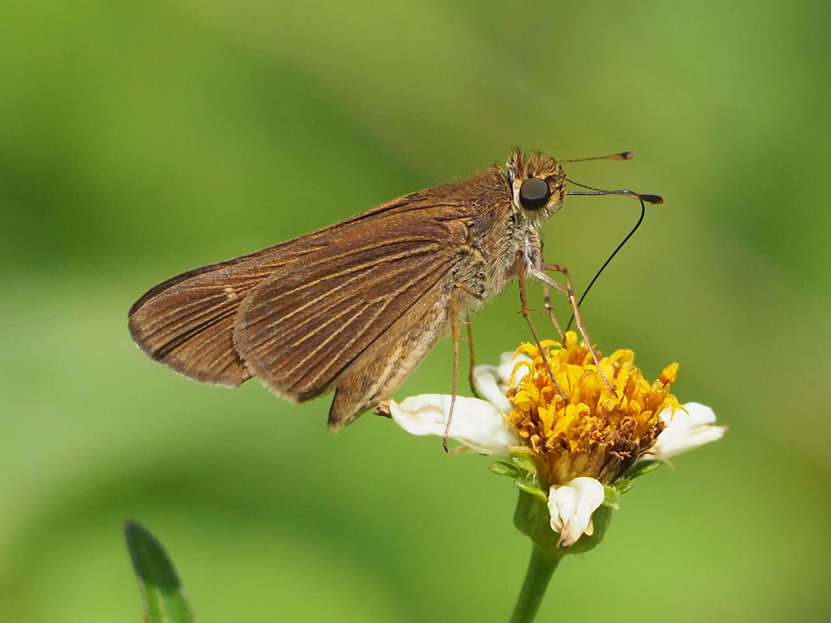 Image of Long-windged Skipper