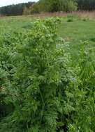 Image of bur chervil