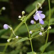 Imagem de Tripora divaricata (Maxim.) P. D. Cantino