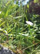 Image of Heliosperma pusillum (Waldst. & Kit.) Rchb.