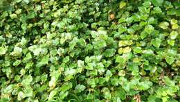 Image of Creeping Bramble