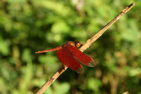 Image of Black Stream Glider