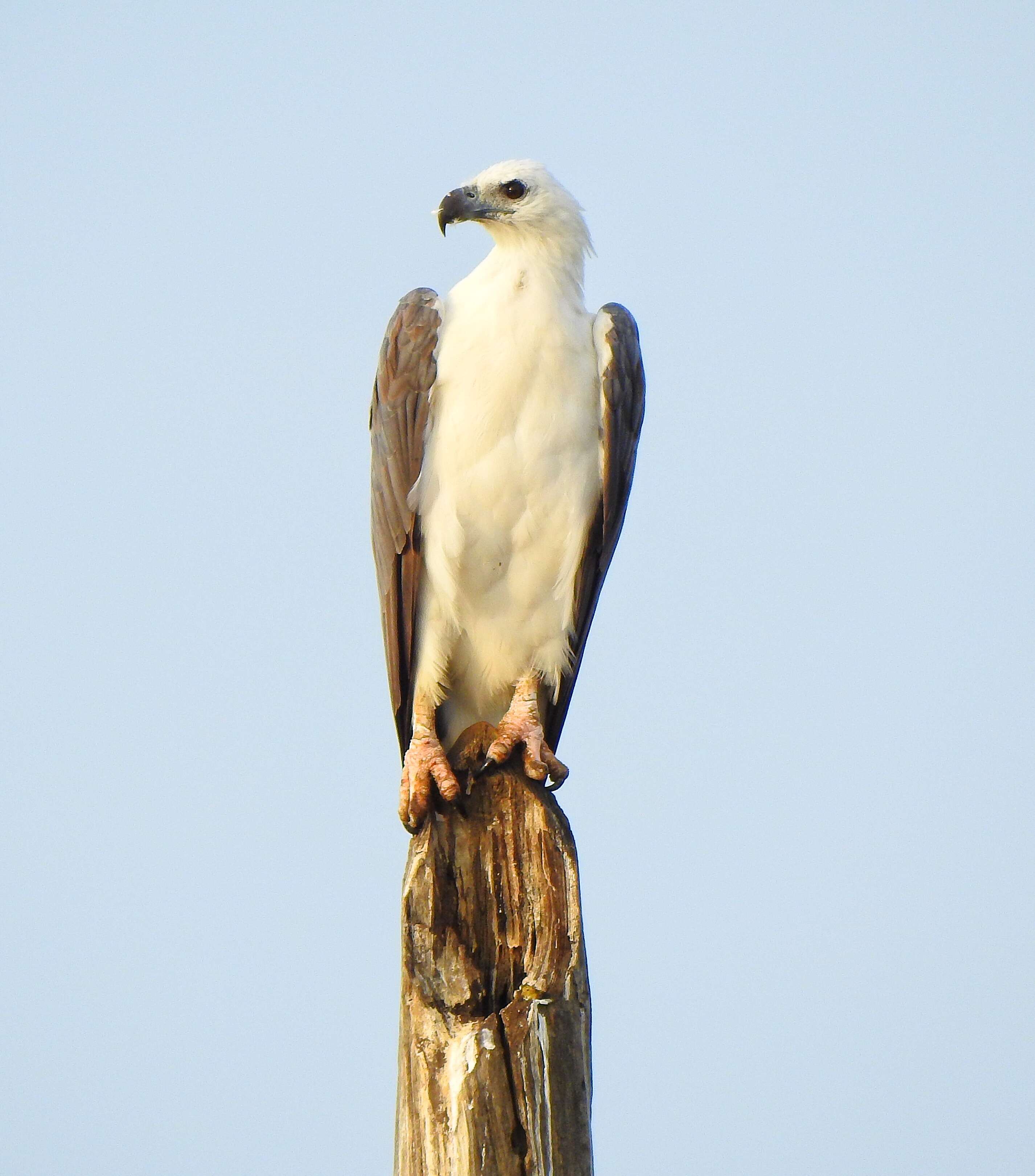 Image of White-bellied Sea Eagle