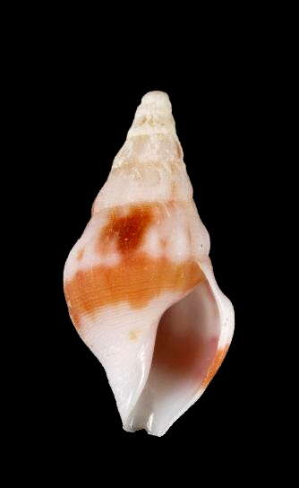 Image of Fenimorea fucata (Reeve 1845)