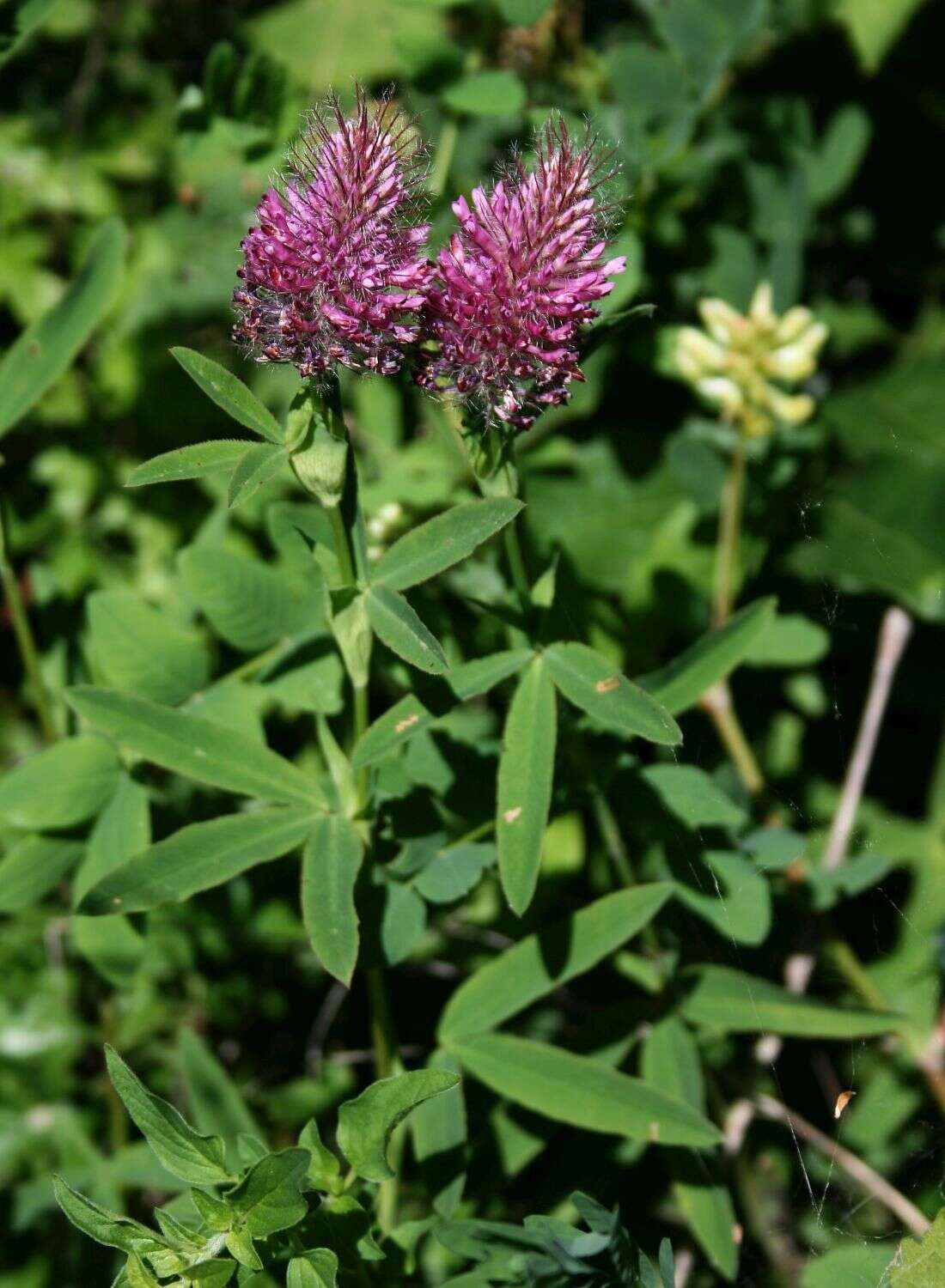 Image of Red Trefoil