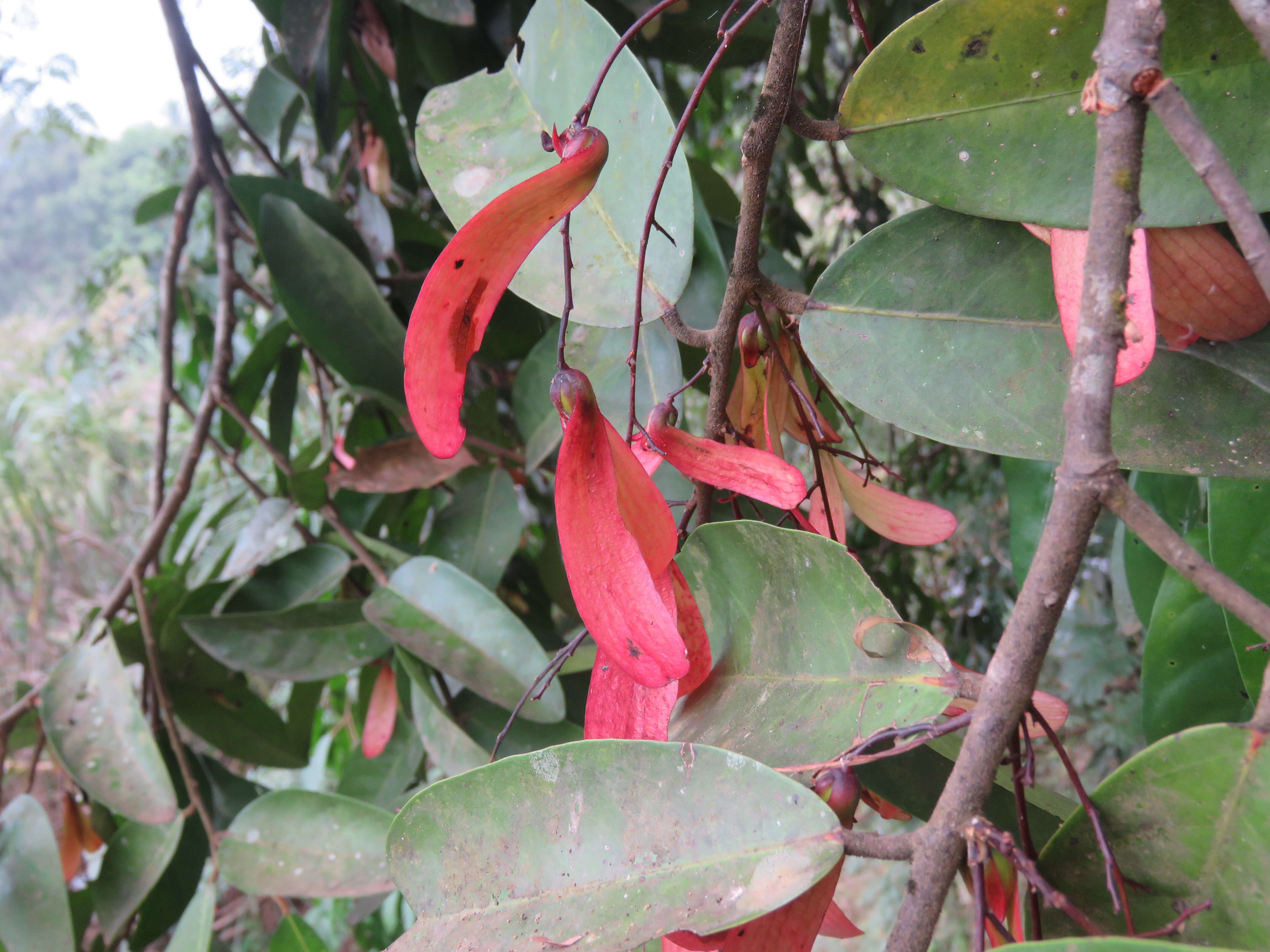 Image of Hopea ponga (Dennst.) D. J. Mabberley