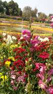 Image of Snap Dragons