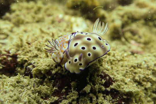 Image of Hypselodoris Stimpson 1855