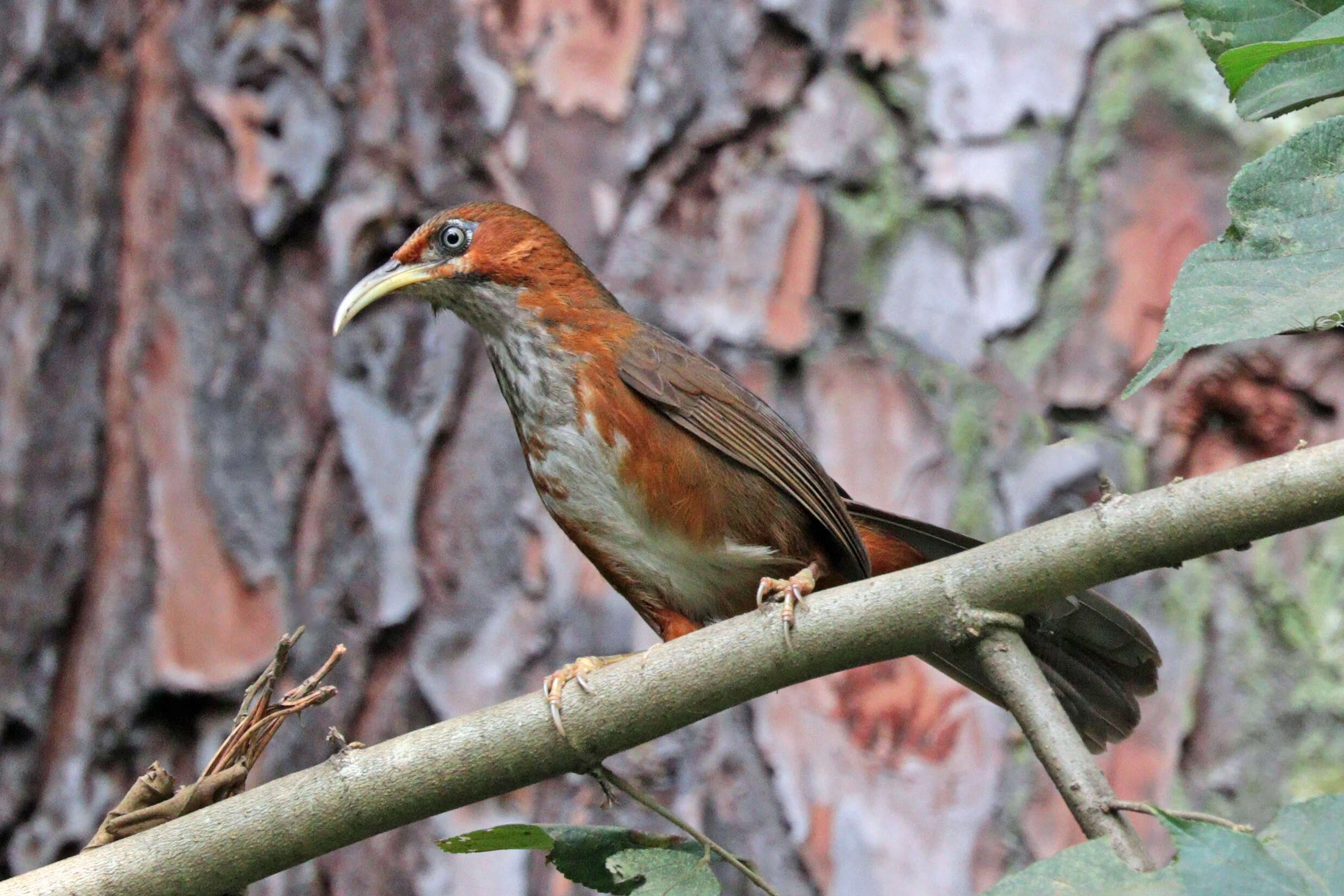 Слика од Pomatorhinus erythrogenys