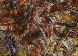 Image of Checkered Keelback Snake