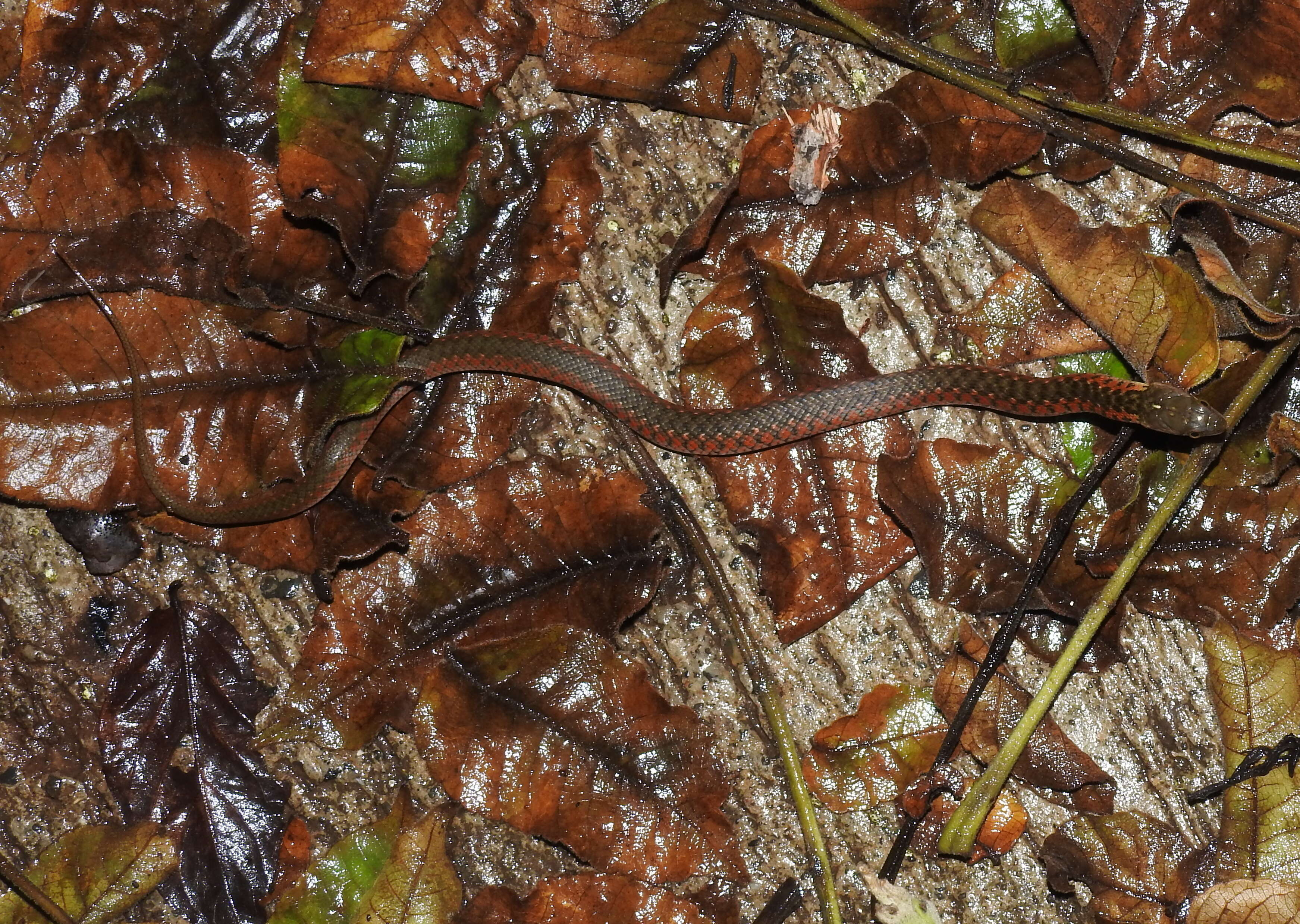 Image of Checkered Keelback Snake