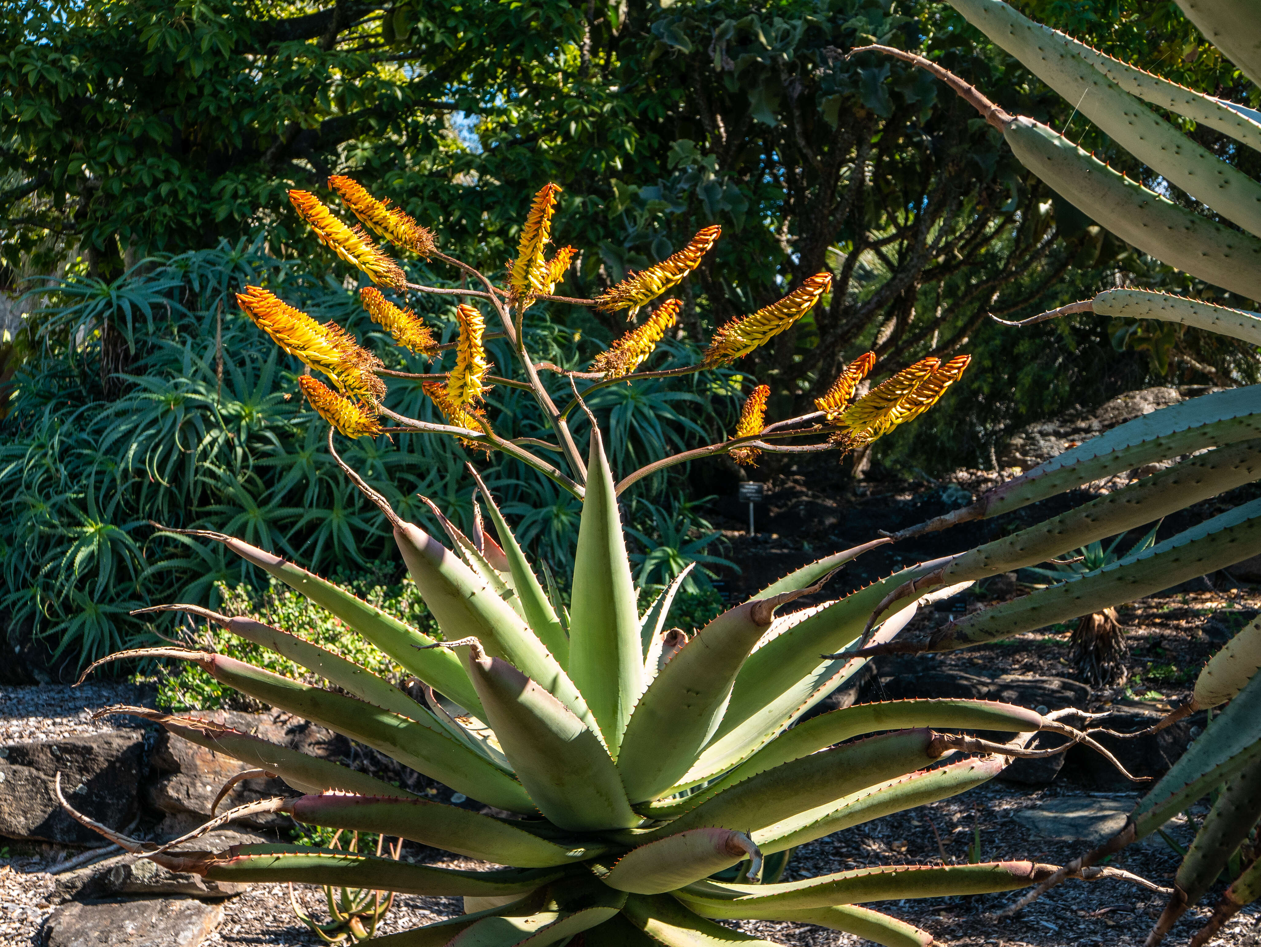 Image of Mountain aloe