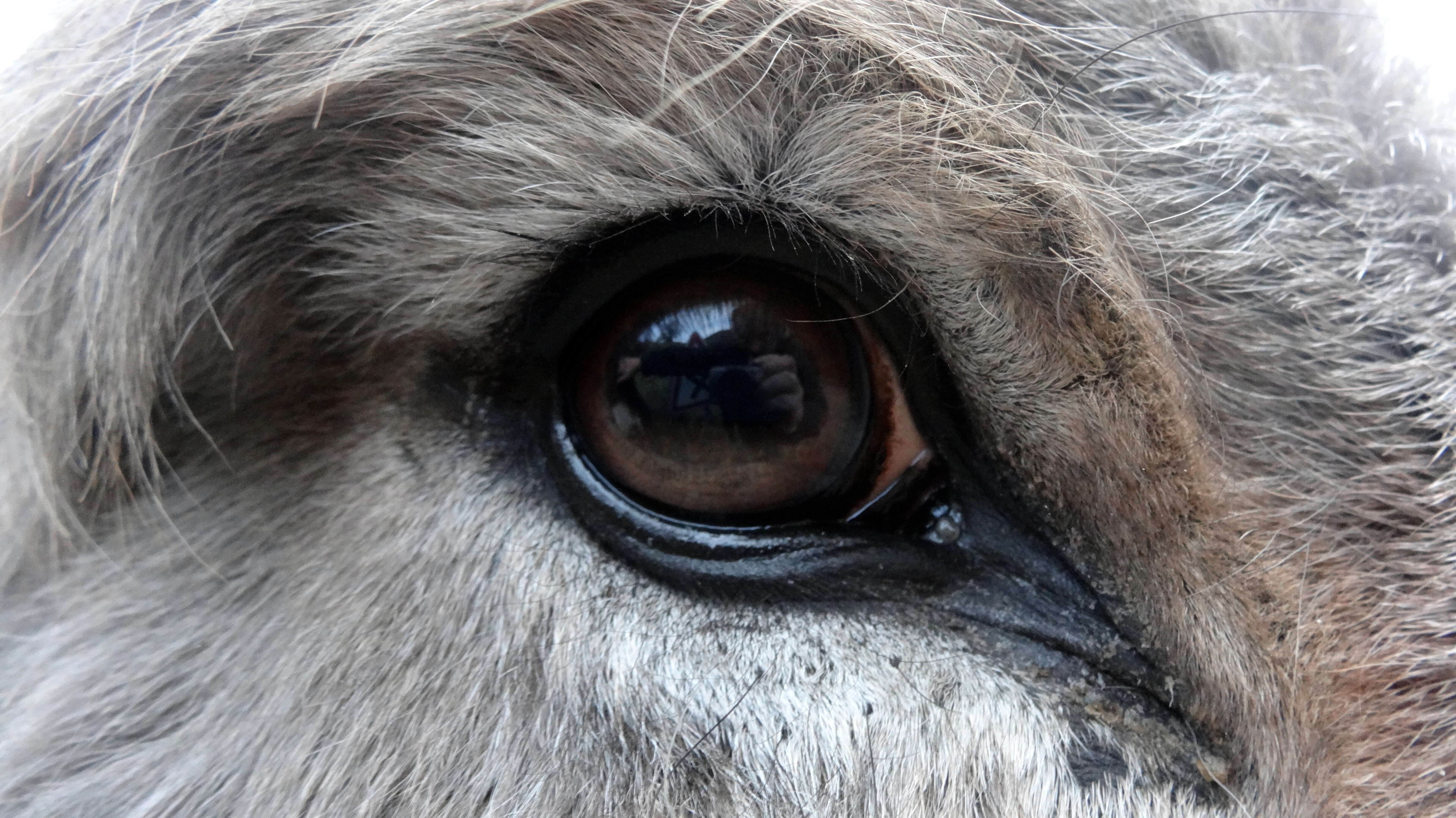 Image of Ass -- Feral donkey