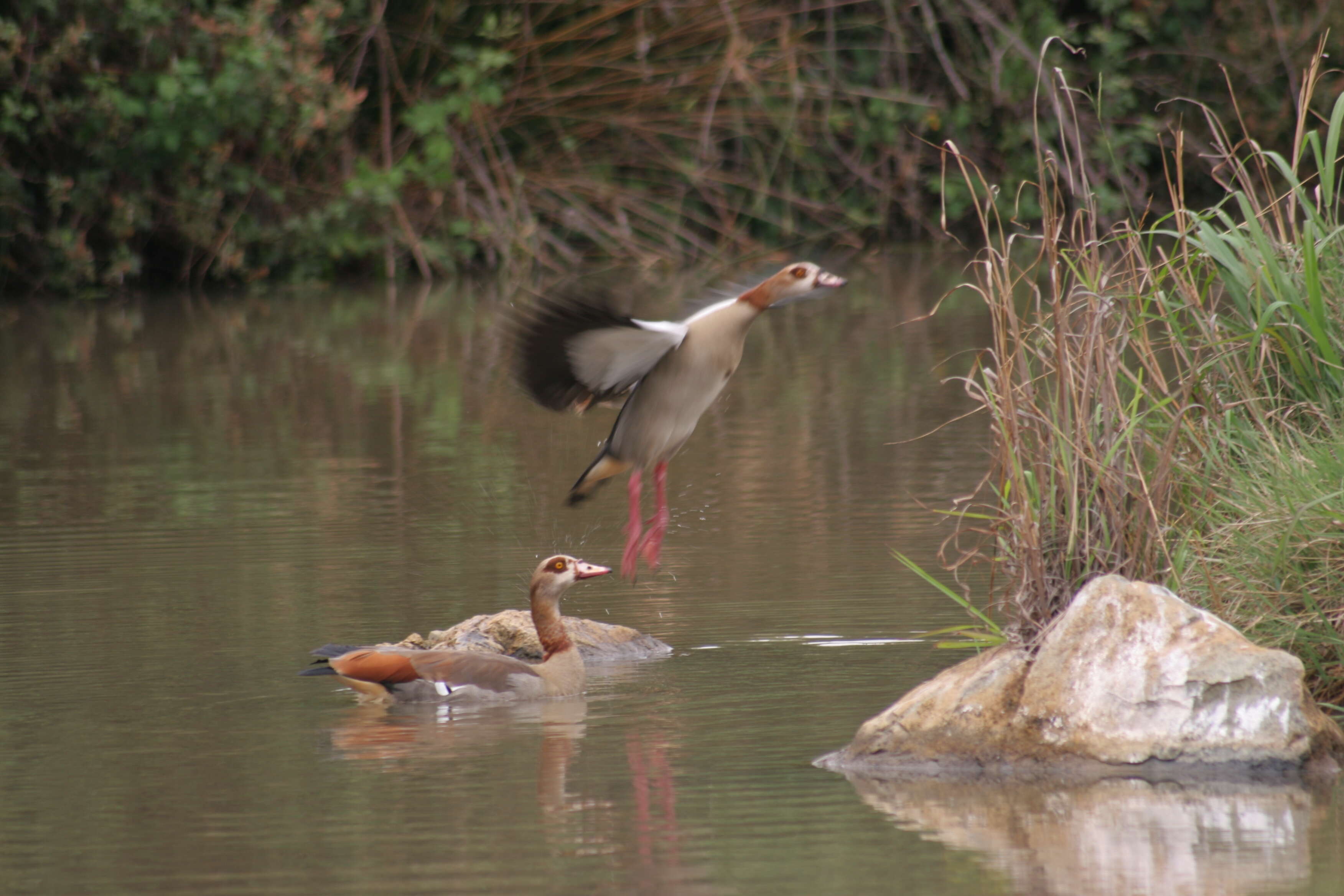 Image of Egyptian Goose