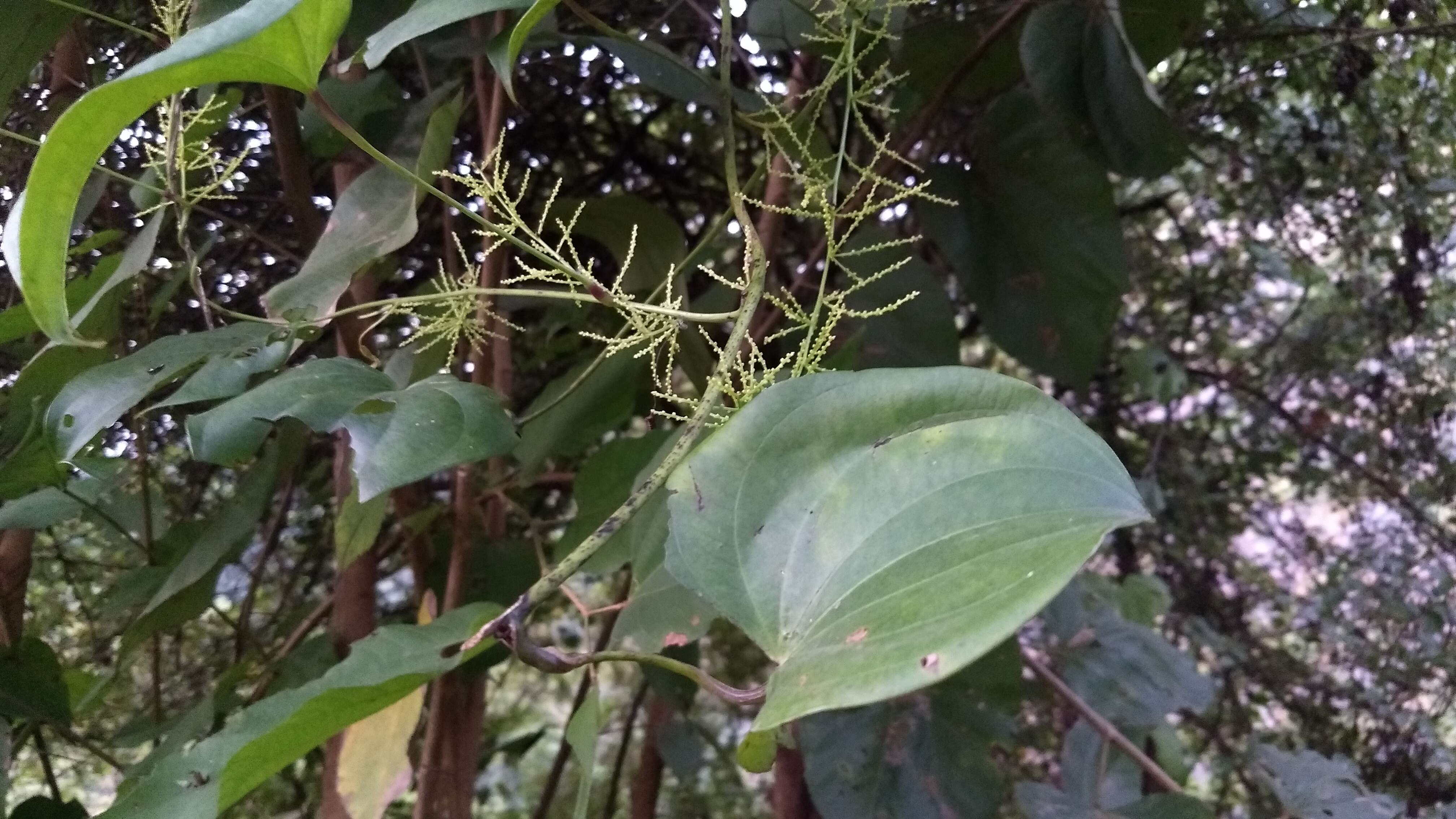 Image of Dioscorea wallichii Hook. fil.