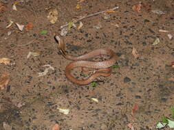 Image of Indian cobra