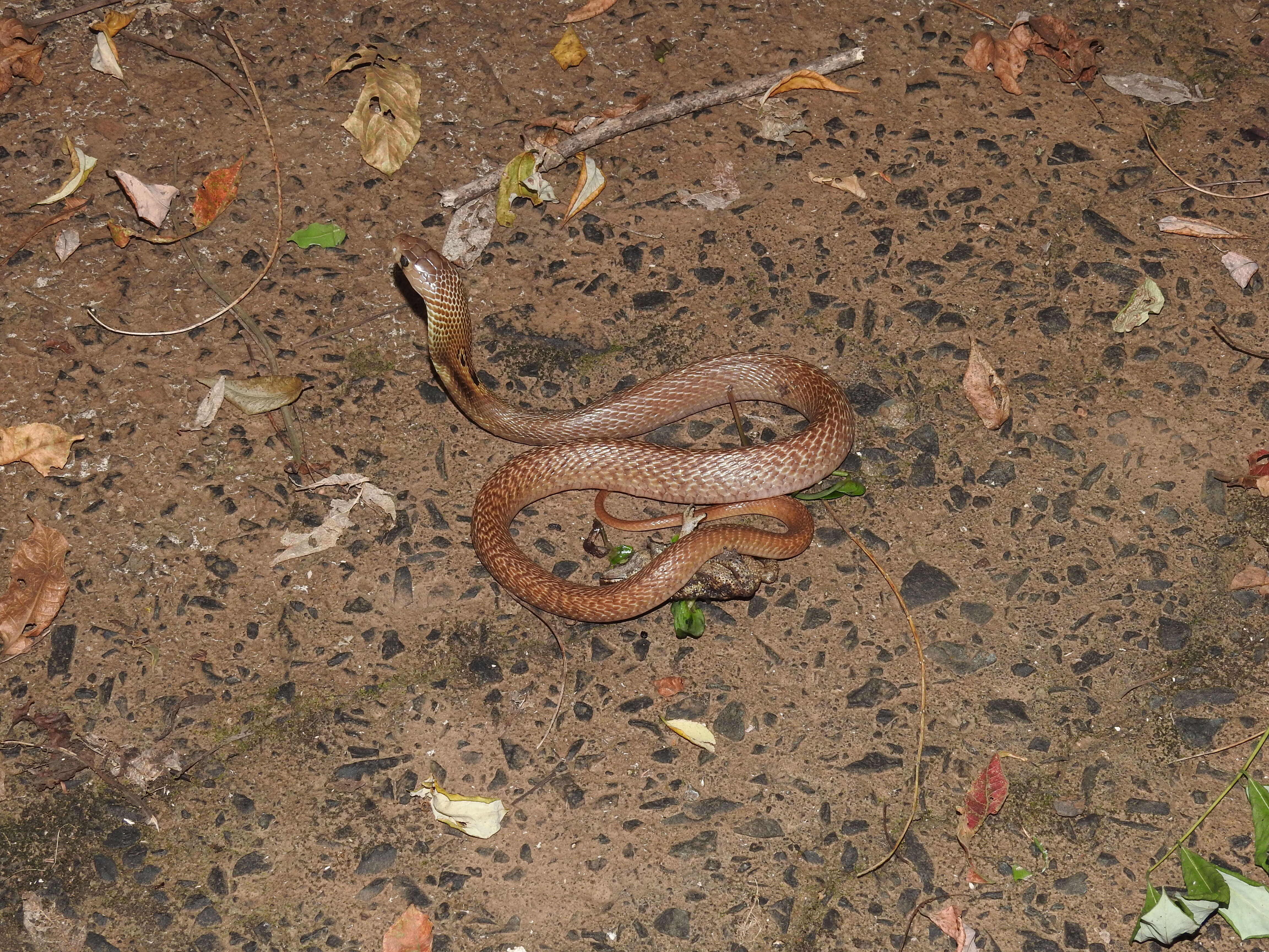 Image of Indian cobra