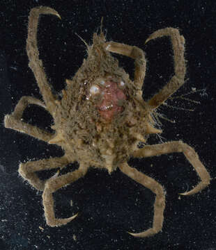 Image of doubtful spider crab