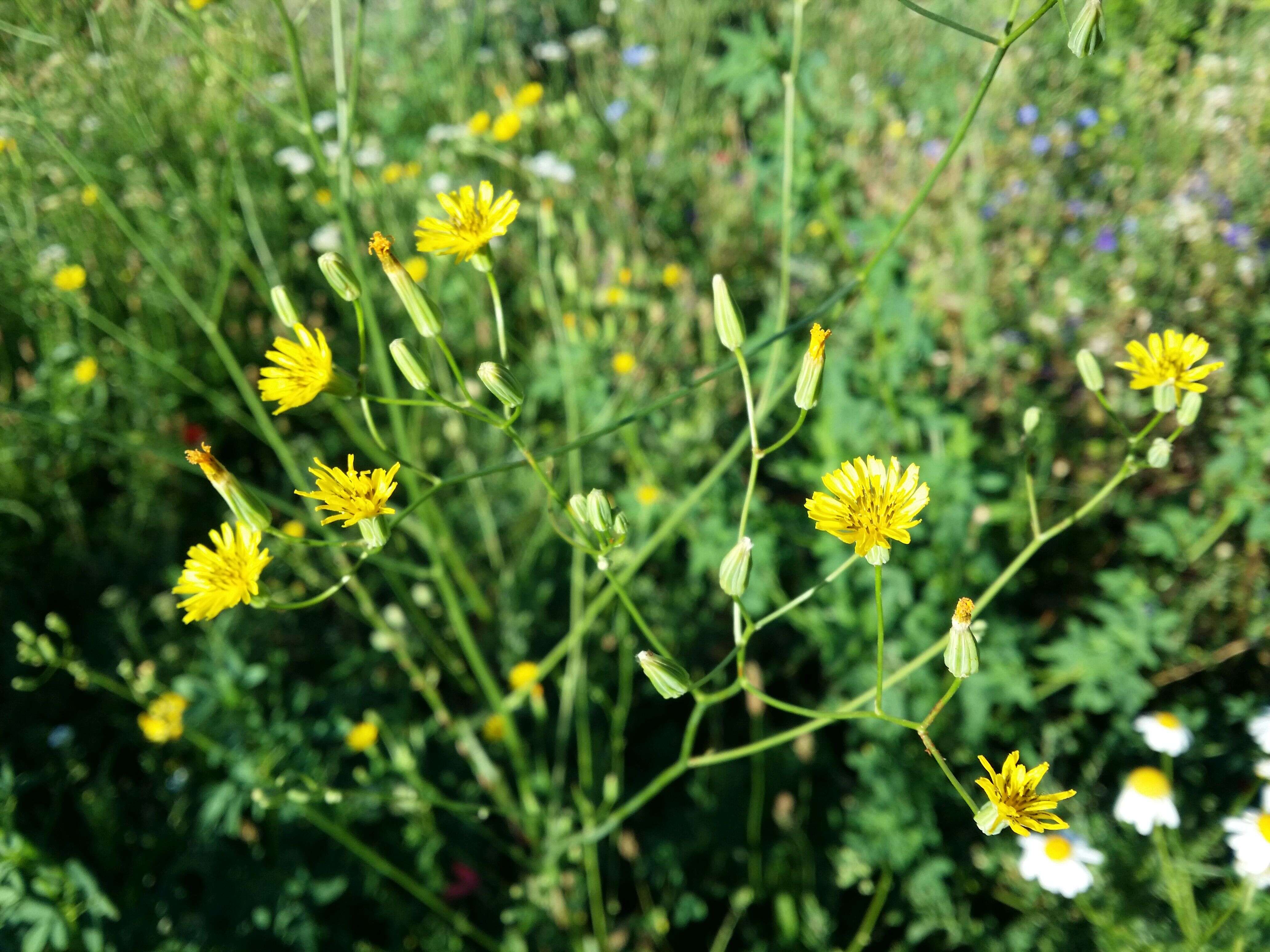 Image of smallflower hawksbeard