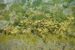 Image of alpine pondweed