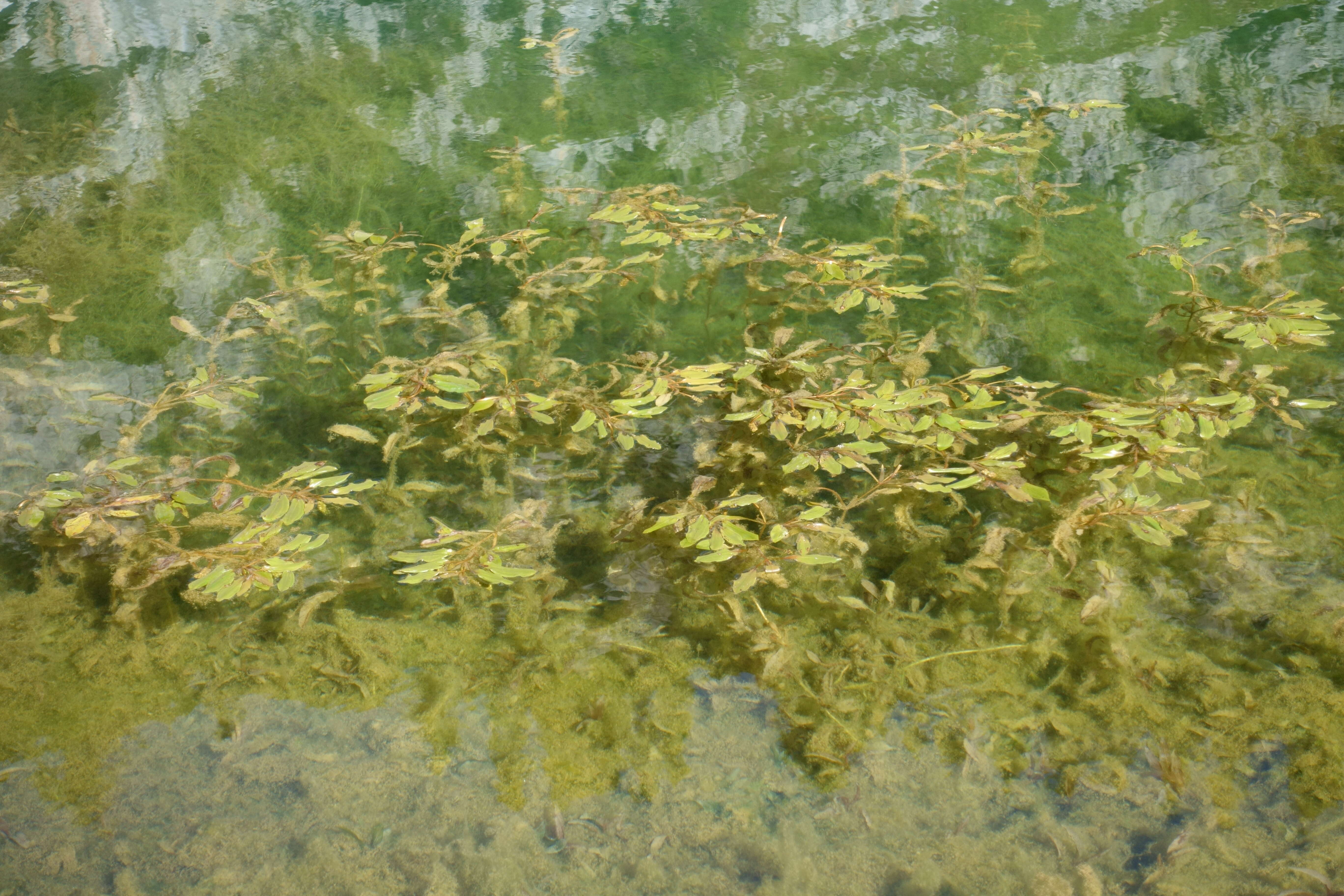 Image of alpine pondweed