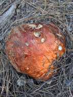 Image of Leccinum manzanitae Thiers 1971