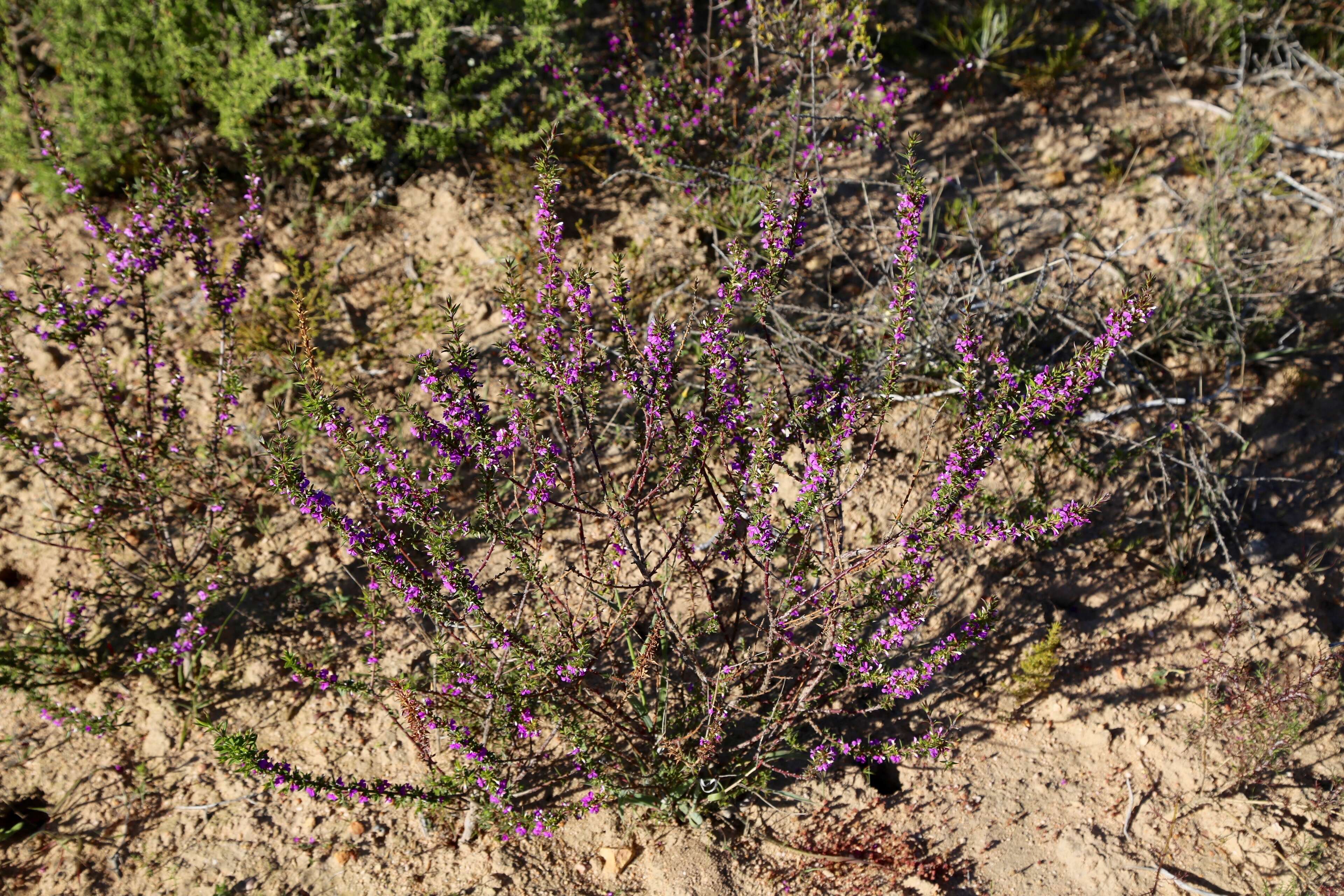 Image of Muraltia heisteria (L.) DC.