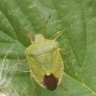 Image of Green shield bug