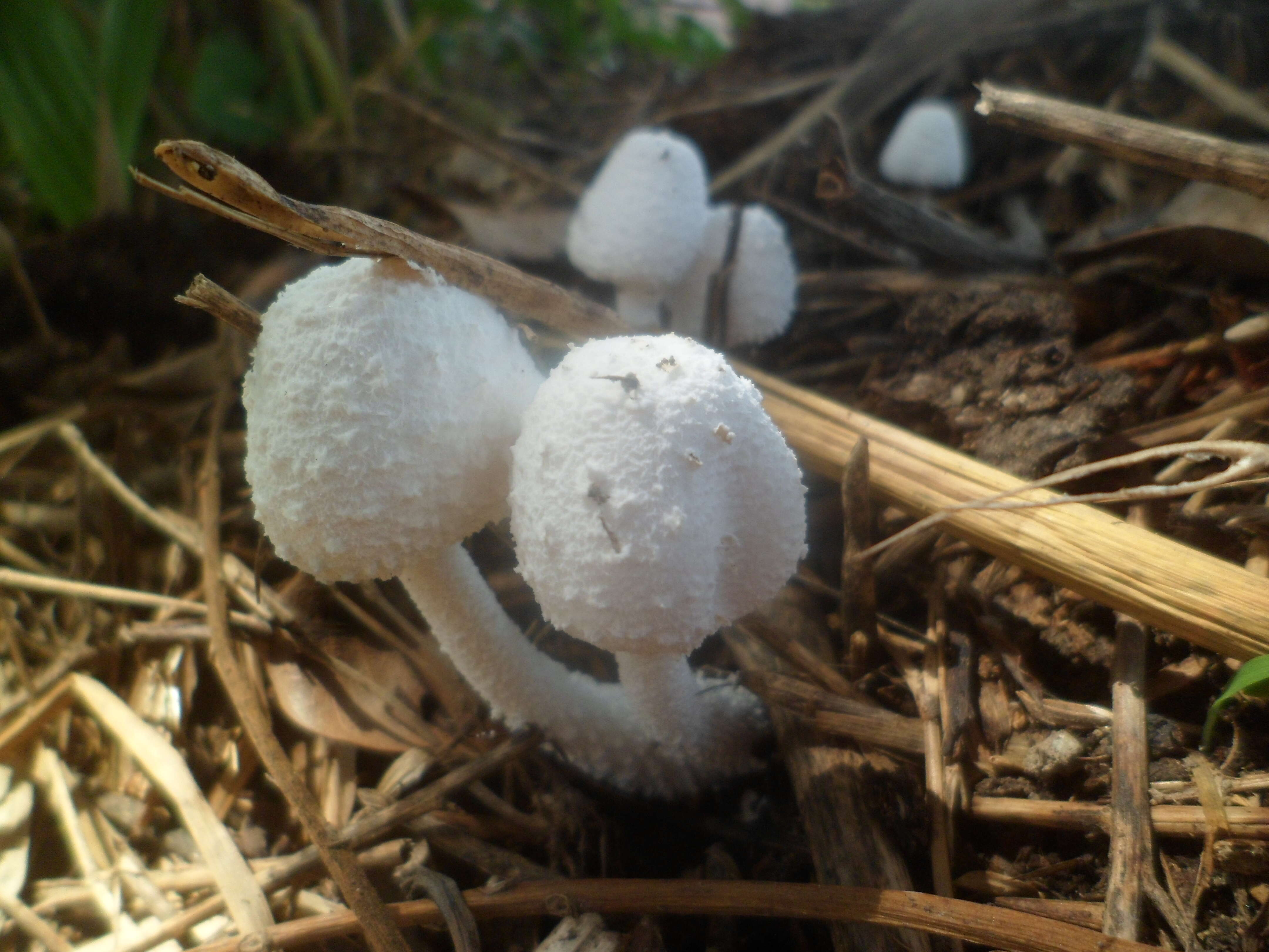 Слика од Saproamanita thiersii (Bas) Redhead, Vizzini, Drehmel & Contu 2016