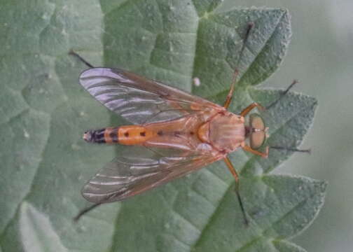 Image of Marsh Snipe fly