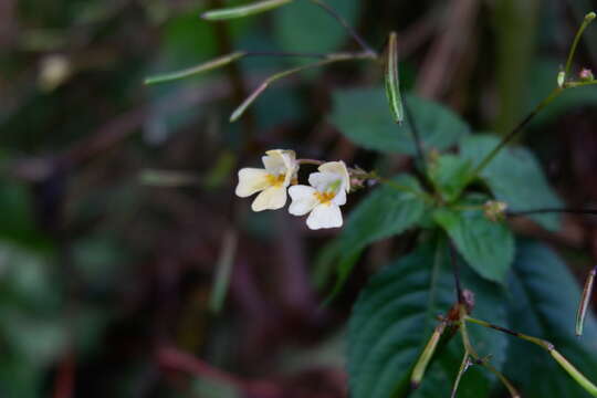 Image of small balsam