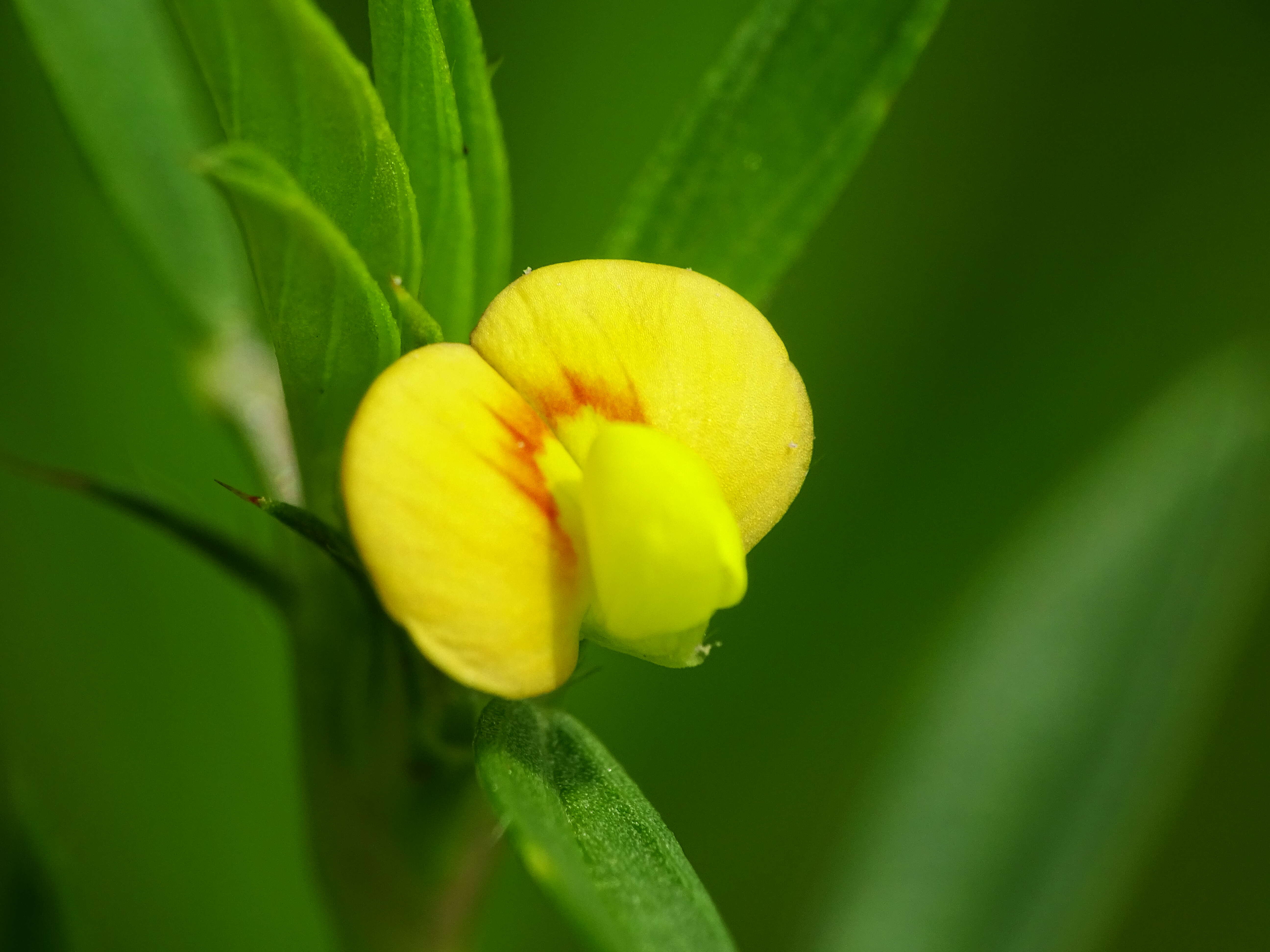 Image of shrubby pencilflower