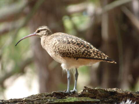 Image of Bristle-thighed Curlew