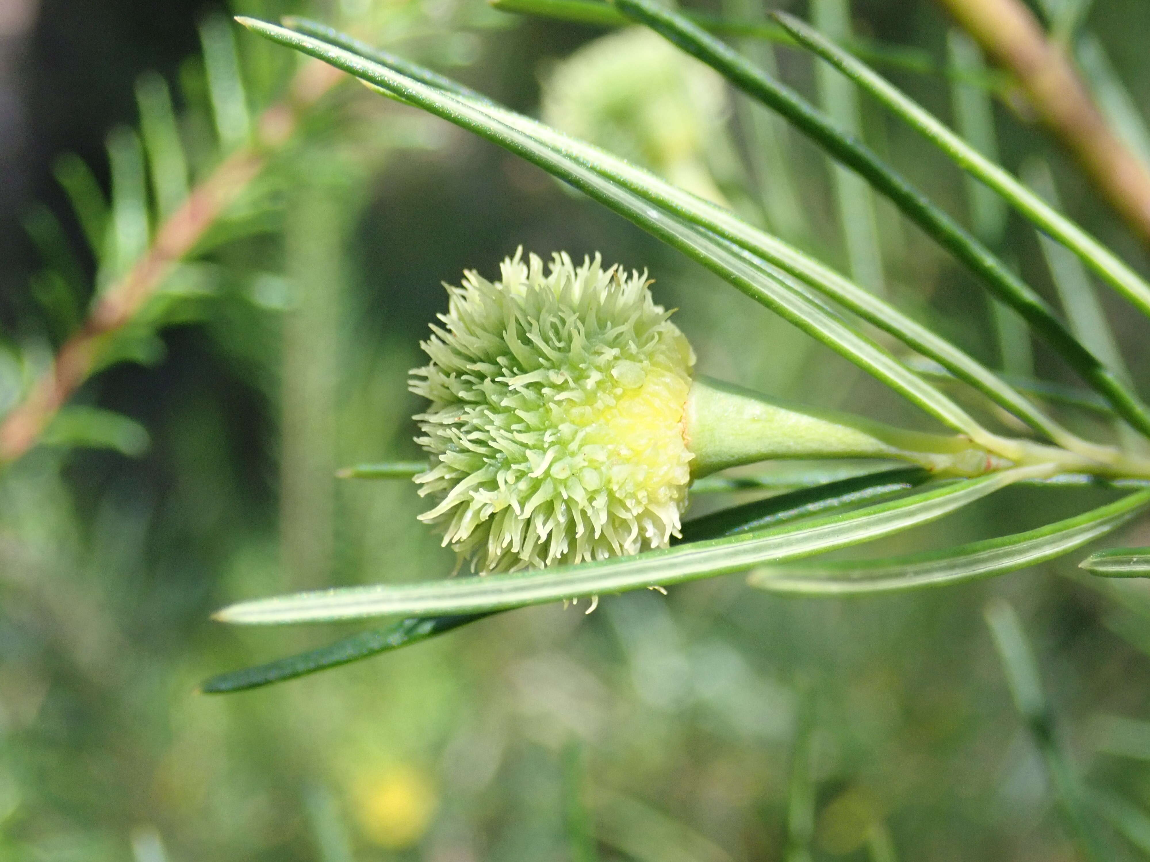 Image of Ricinocarpos pinifolius Desf.