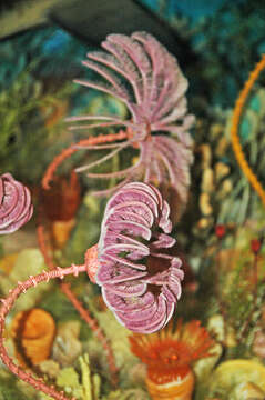 Image of crinoids and relatives