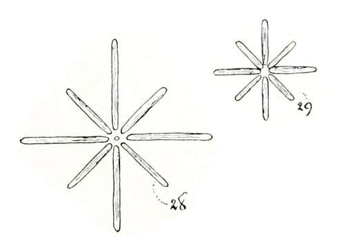 Image of Actinastrum Lagerheim 1882