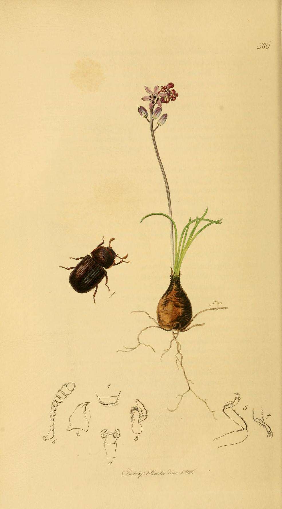 Image of Eledona agricola