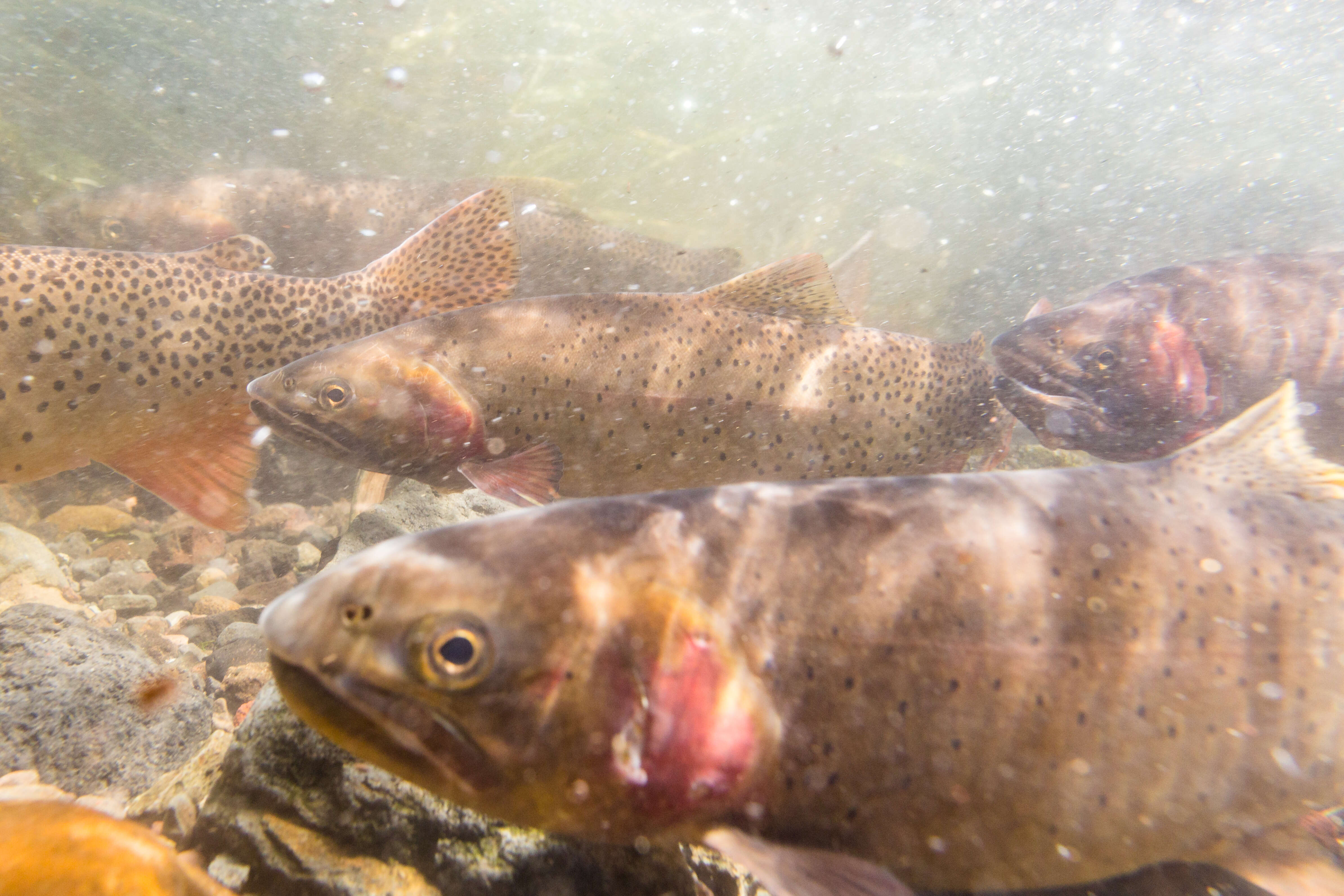 Image of Oncorhynchus clarkii bouvieri