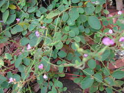 صورة Desmodium rhytidophyllum Benth.