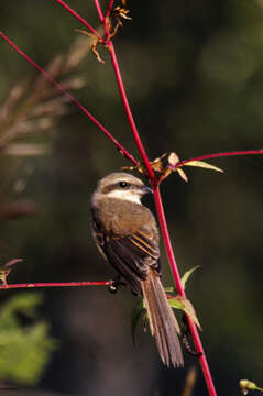 Image of Brown Shrike