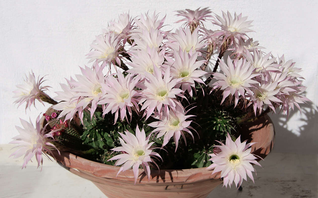 Echinopsis tubiflora resmi