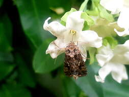 Araujia sericifera Brot. resmi