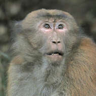 Image of Assam Macaque