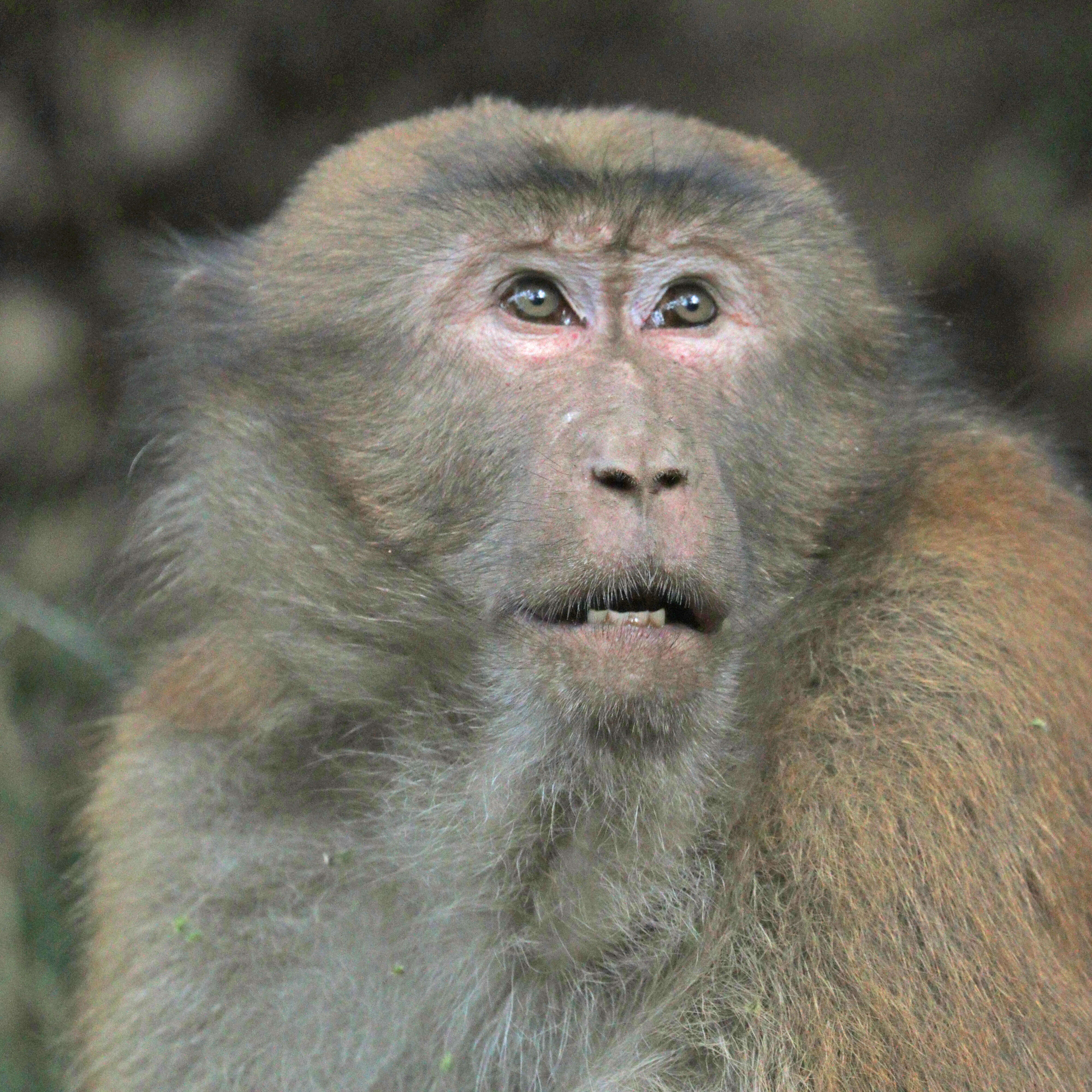 Image of Assam Macaque