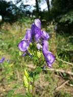 Image of Manchurian monkshood