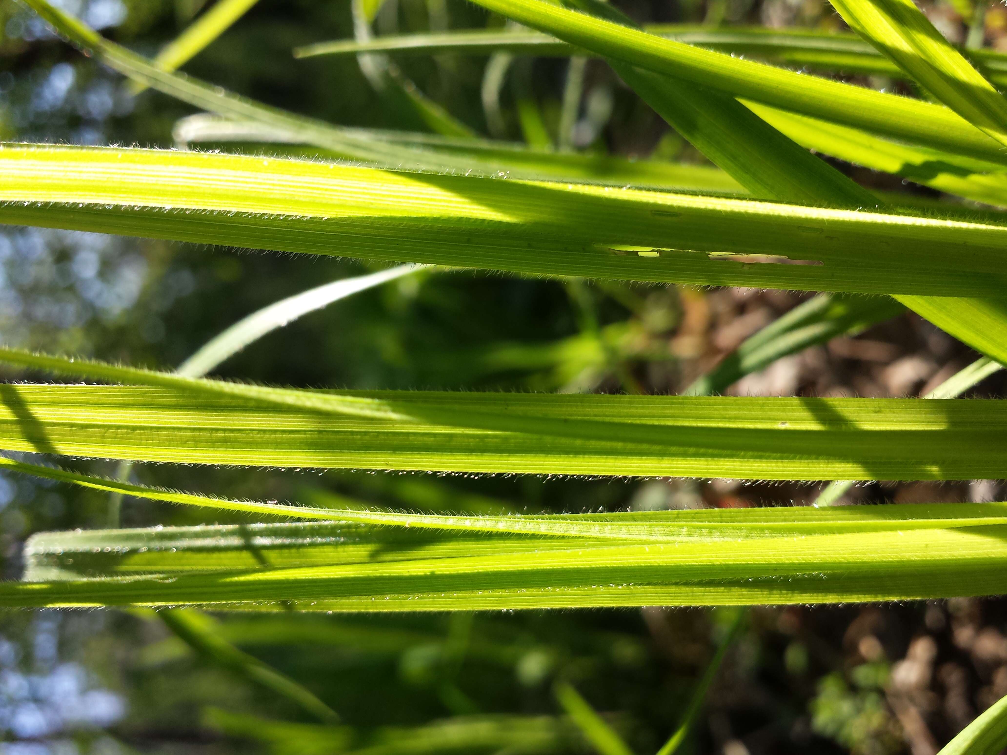 Image of Carex pilosa Scop.