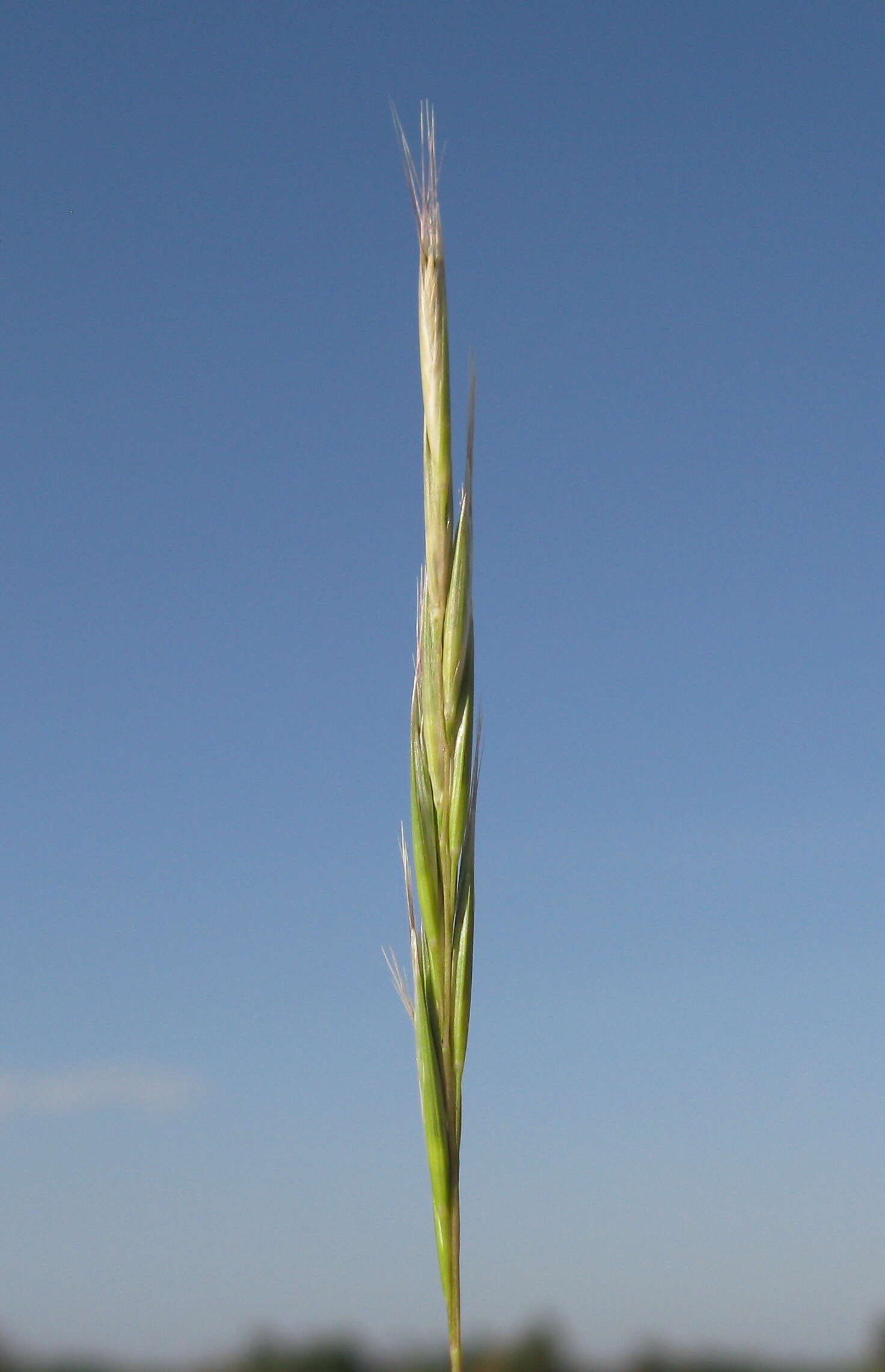 Rytidosperma caespitosum (Gaudich.) Connor & Edgar resmi