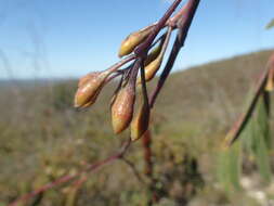 Слика од Eucalyptus sepulcralis F. Müll.