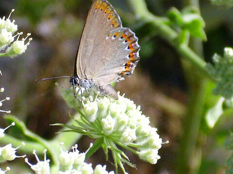 Image of Spanish Purple Hairstreak